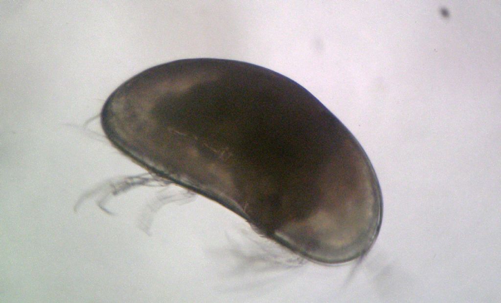 Proviamoci con gli Ostracodi marini